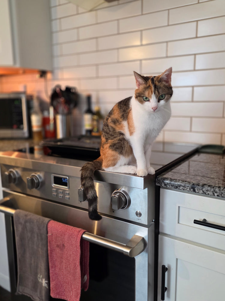 Electra